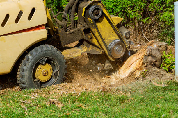 The Steps Involved in Our Tree Care Process in Nome, AK